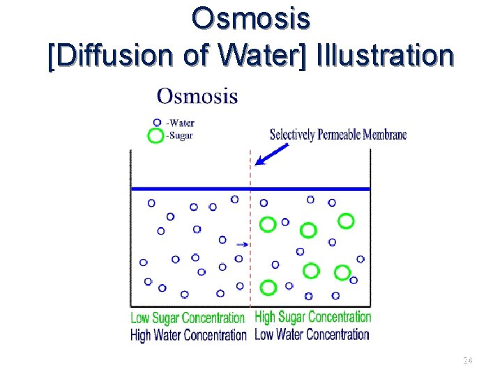 Osmosis [Diffusion of Water] Illustration 24 