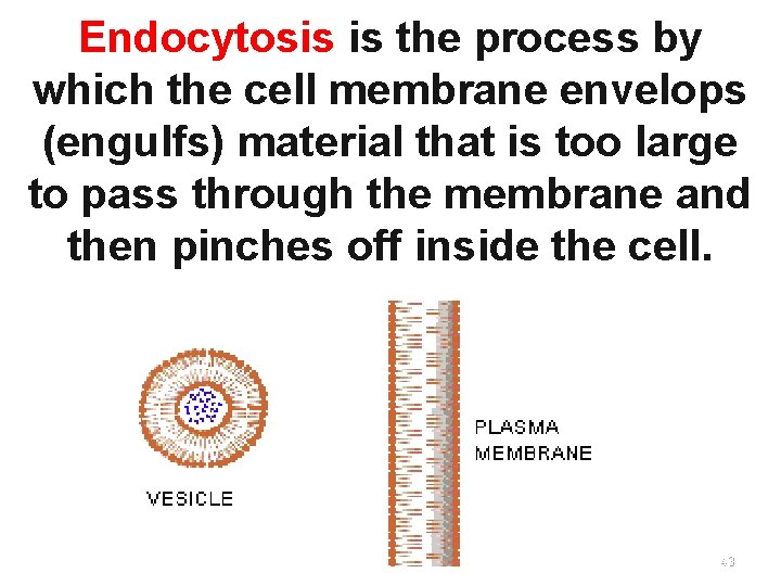 Endocytosis is the process by which the cell membrane envelops (engulfs) material that is