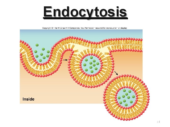Endocytosis 44 