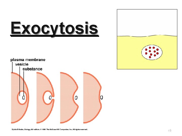 Exocytosis 46 