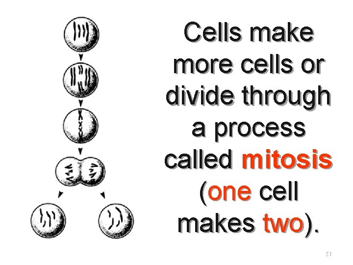 Cells make more cells or divide through a process called mitosis (one cell makes