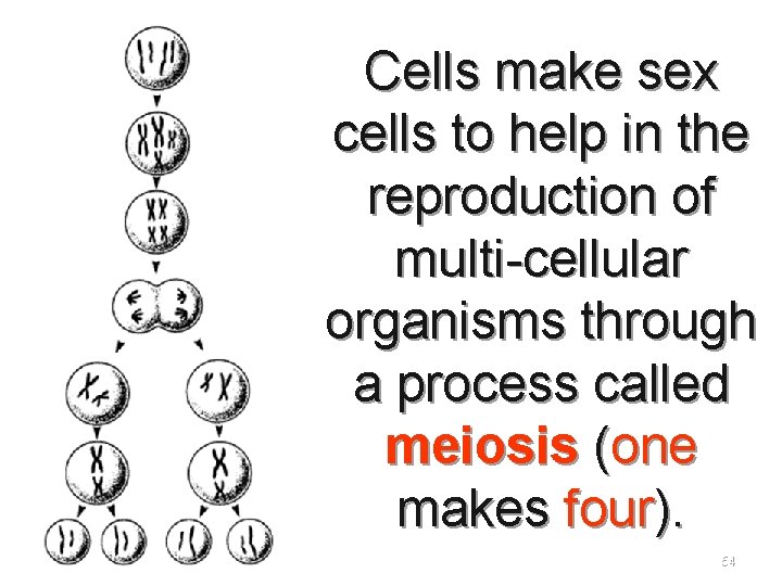 Cells make sex cells to help in the reproduction of multi-cellular organisms through a