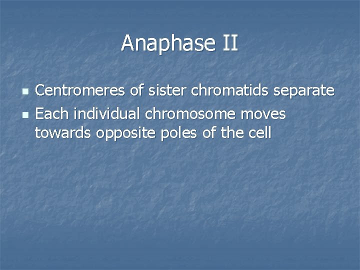 Anaphase II n n Centromeres of sister chromatids separate Each individual chromosome moves towards