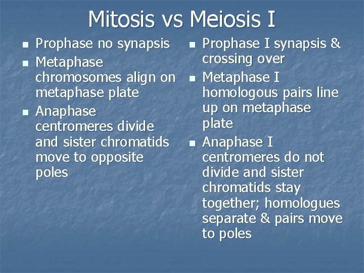 Mitosis vs Meiosis I n n n Prophase no synapsis Metaphase chromosomes align on