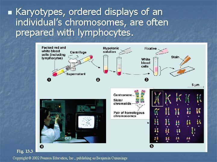 n Karyotypes, ordered displays of an individual’s chromosomes, are often prepared with lymphocytes. Fig.