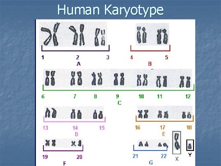 Human Karyotype 