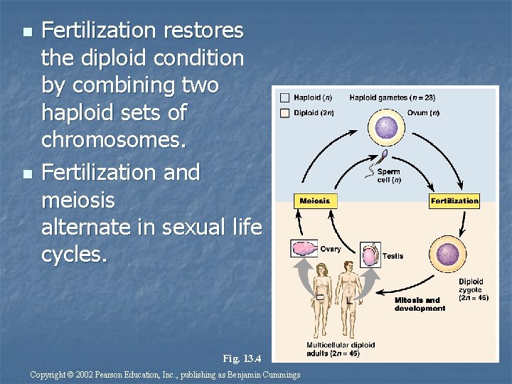 n n Fertilization restores the diploid condition by combining two haploid sets of chromosomes.