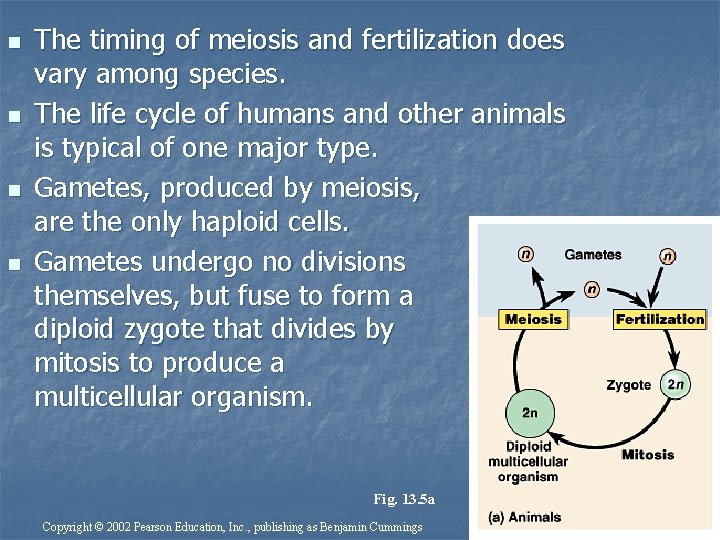 n n The timing of meiosis and fertilization does vary among species. The life