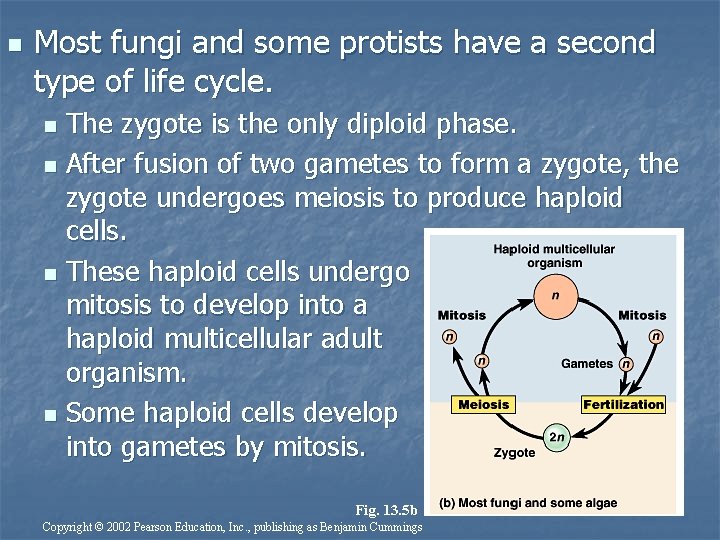 n Most fungi and some protists have a second type of life cycle. The