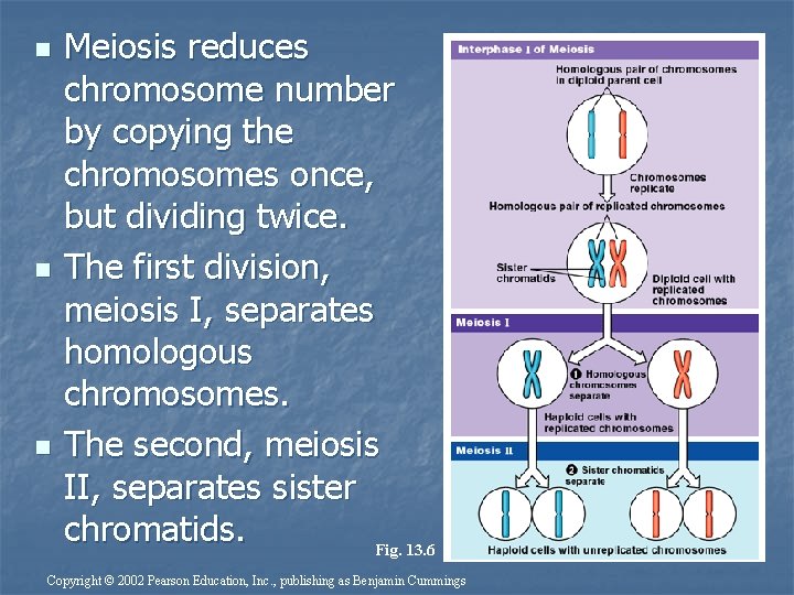 n n n Meiosis reduces chromosome number by copying the chromosomes once, but dividing