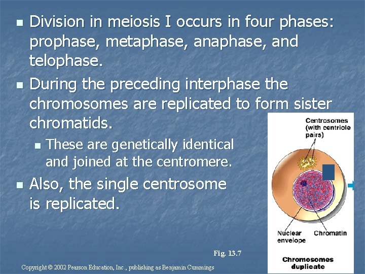 n n Division in meiosis I occurs in four phases: prophase, metaphase, and telophase.