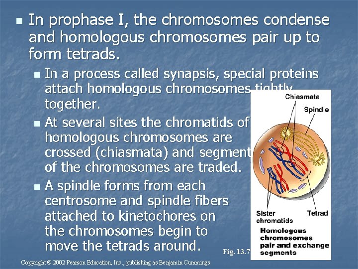 n In prophase I, the chromosomes condense and homologous chromosomes pair up to form