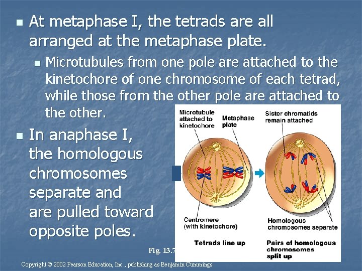 n At metaphase I, the tetrads are all arranged at the metaphase plate. n