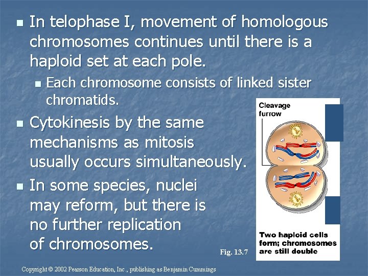 n In telophase I, movement of homologous chromosomes continues until there is a haploid