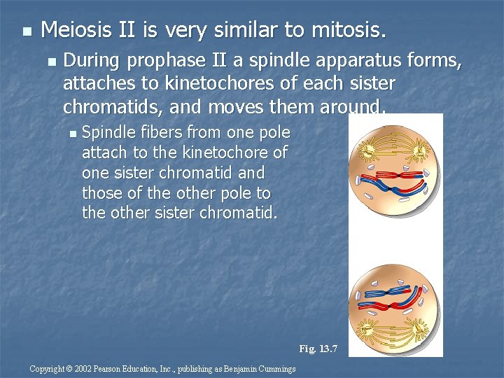 n Meiosis II is very similar to mitosis. n During prophase II a spindle