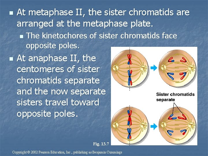 n At metaphase II, the sister chromatids are arranged at the metaphase plate. n