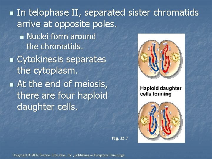 n In telophase II, separated sister chromatids arrive at opposite poles. n n n