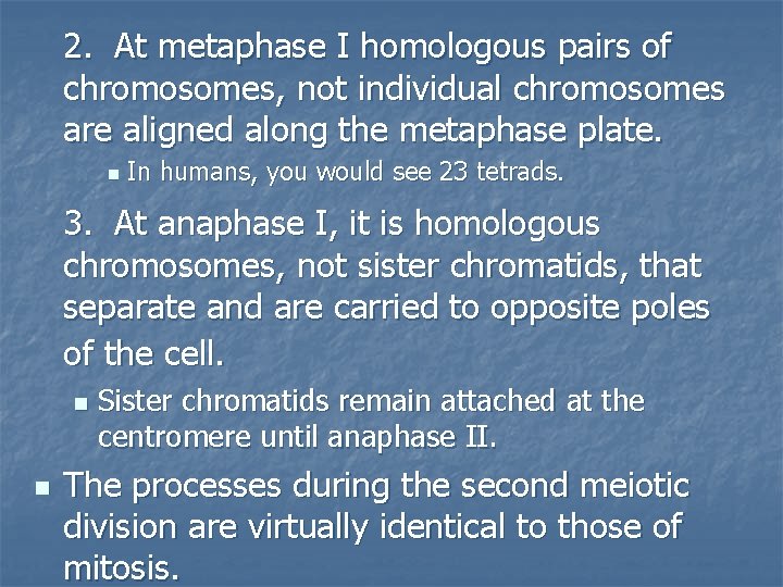 2. At metaphase I homologous pairs of chromosomes, not individual chromosomes are aligned along