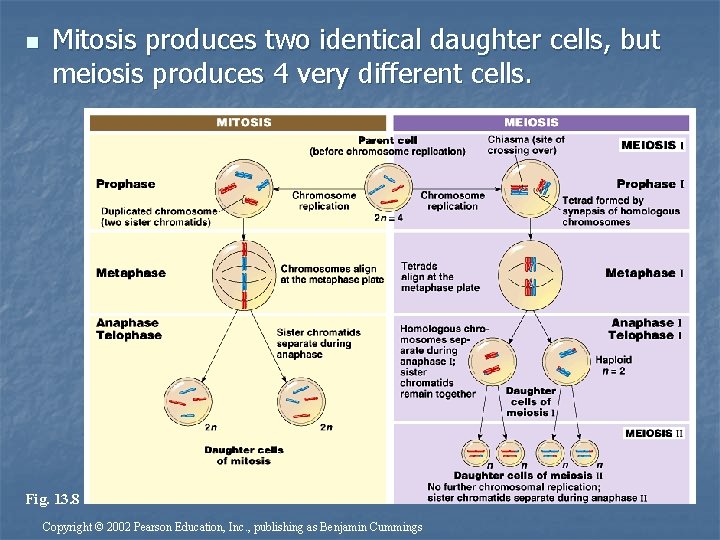 n Mitosis produces two identical daughter cells, but meiosis produces 4 very different cells.