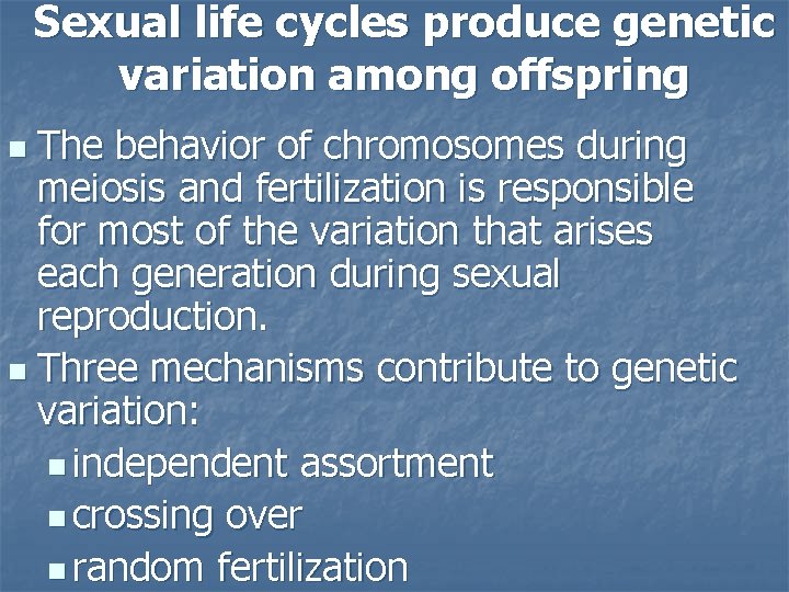 Sexual life cycles produce genetic variation among offspring The behavior of chromosomes during meiosis