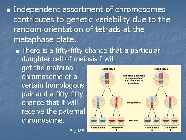 n Independent assortment of chromosomes contributes to genetic variability due to the random orientation