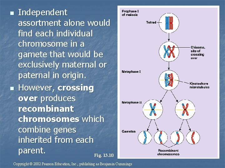 n n Independent assortment alone would find each individual chromosome in a gamete that