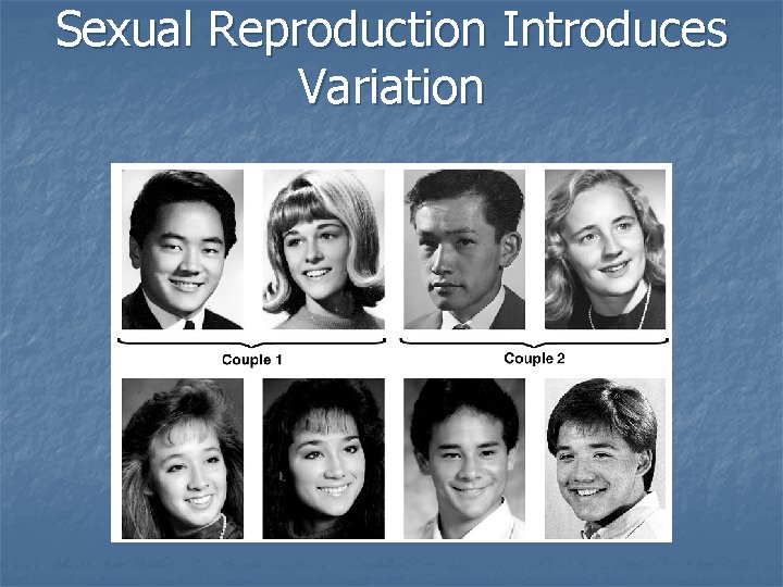 Sexual Reproduction Introduces Variation 