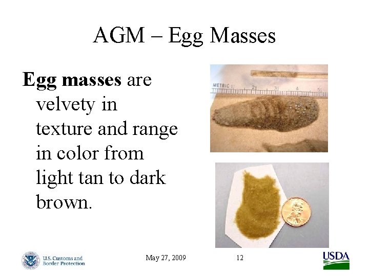 AGM – Egg Masses Egg masses are velvety in texture and range in color
