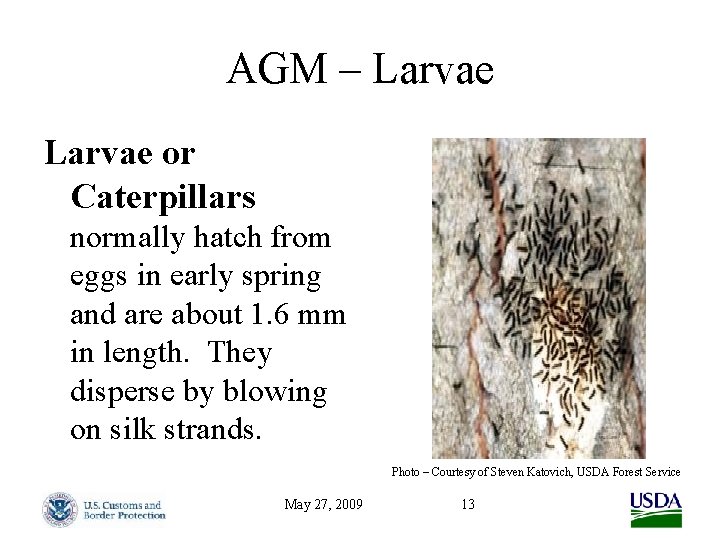 AGM – Larvae or Caterpillars normally hatch from eggs in early spring and are