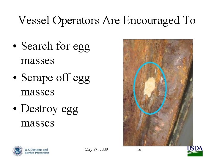 Vessel Operators Are Encouraged To • Search for egg masses • Scrape off egg