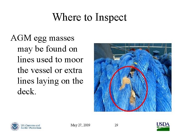 Where to Inspect AGM egg masses may be found on lines used to moor