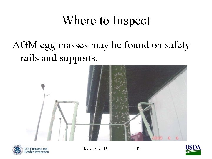 Where to Inspect AGM egg masses may be found on safety rails and supports.