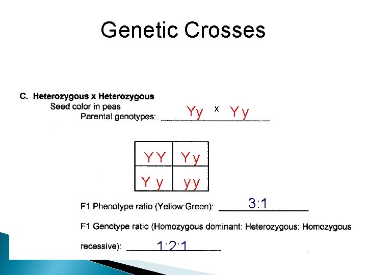 Genetic Crosses Yy YY Yy Y y yy x Yy 3: 1 1: 2: