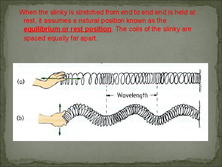 When the slinky is stretched from end to end and is held at rest, When the slinky is stretched from end to end and is held at rest,
