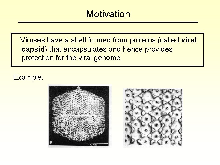 Motivation Viruses have a shell formed from proteins (called viral capsid) that encapsulates and