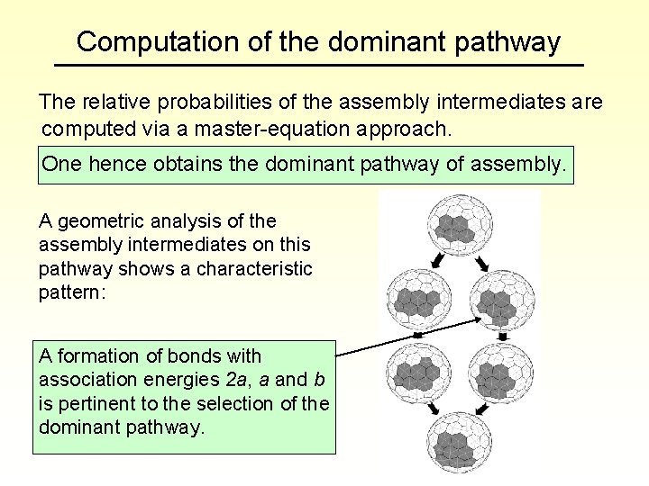 Computation of the dominant pathway The relative probabilities of the assembly intermediates are computed