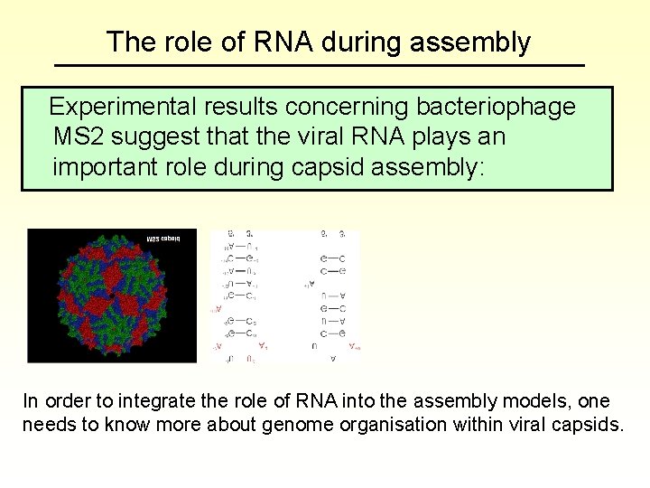 The role of RNA during assembly Experimental results concerning bacteriophage MS 2 suggest that