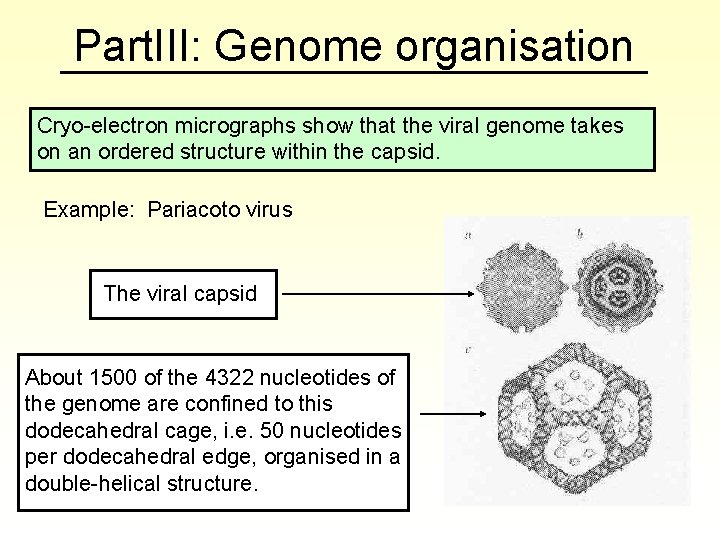 Part. III: Genome organisation Cryo-electron micrographs show that the viral genome takes on an