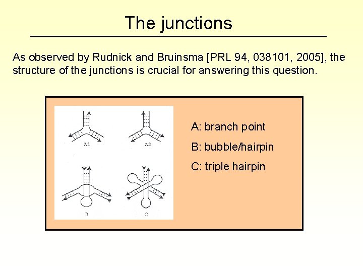 The junctions As observed by Rudnick and Bruinsma [PRL 94, 038101, 2005], the structure