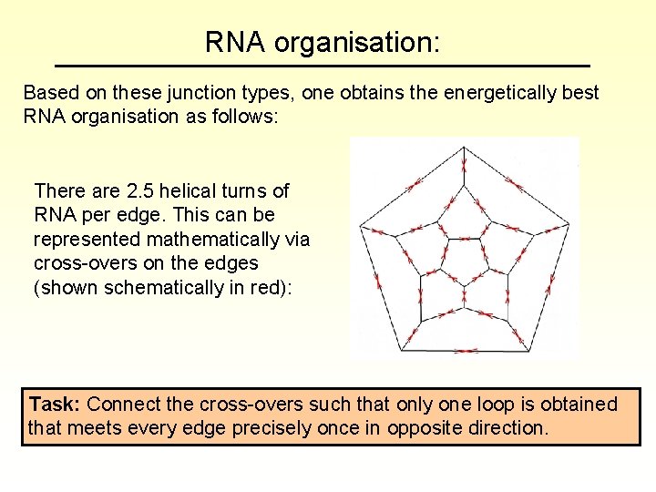 RNA organisation: Based on these junction types, one obtains the energetically best RNA organisation