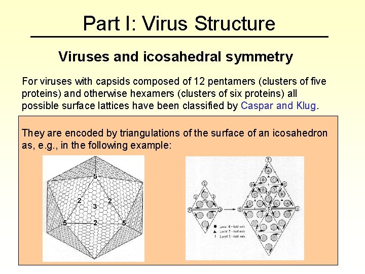 Part I: Virus Structure Viruses and icosahedral symmetry For viruses with capsids composed of