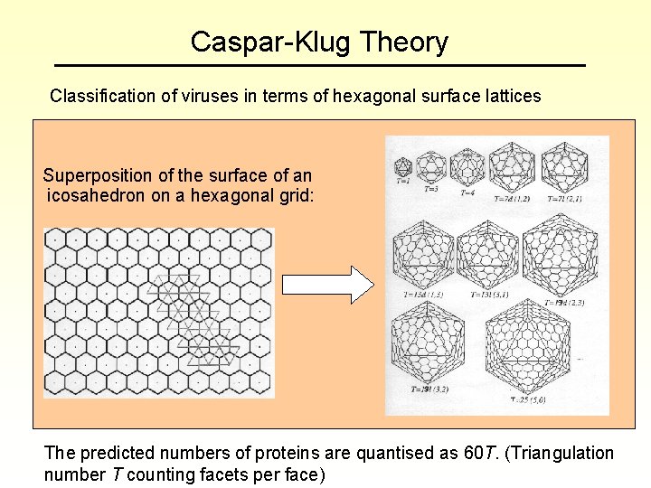 Caspar-Klug Theory Classification of viruses in terms of hexagonal surface lattices Superposition of the