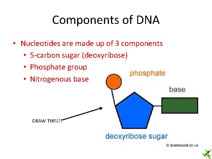 Components of DNA • Nucleotides are made up of 3 components • 5 -carbon