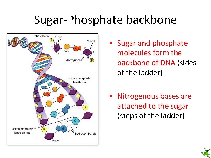 Sugar-Phosphate backbone • Sugar and phosphate molecules form the backbone of DNA (sides of