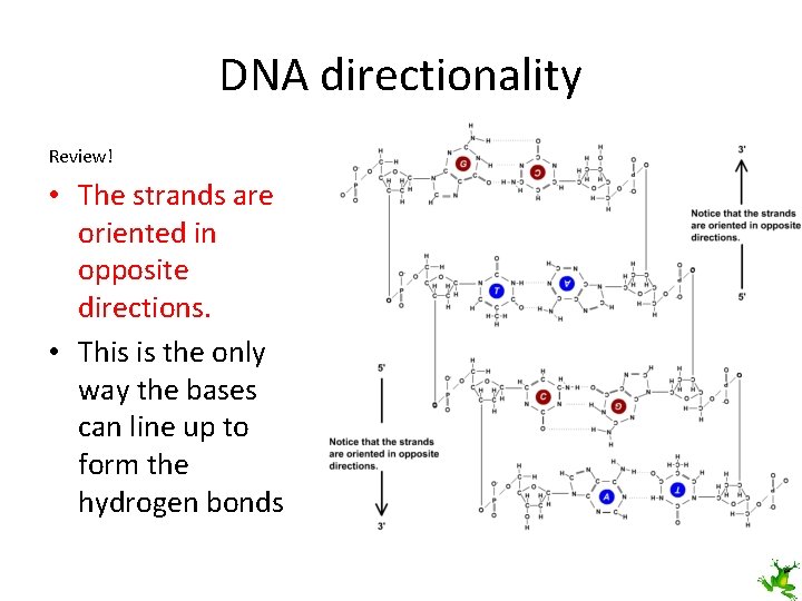 DNA directionality Review! • The strands are oriented in opposite directions. • This is