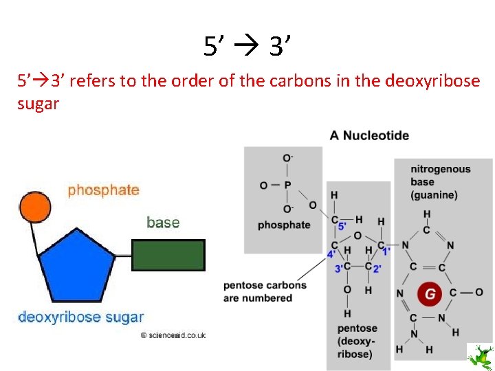 5’ 3’ 5’ 3’ refers to the order of the carbons in the deoxyribose