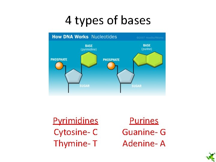 4 types of bases Pyrimidines Cytosine- C Thymine- T Purines Guanine- G Adenine- A