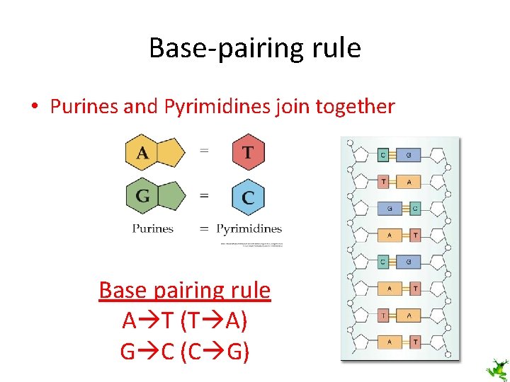 Base-pairing rule • Purines and Pyrimidines join together Base pairing rule A T (T