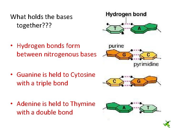 What holds the bases together? ? ? • Hydrogen bonds form between nitrogenous bases