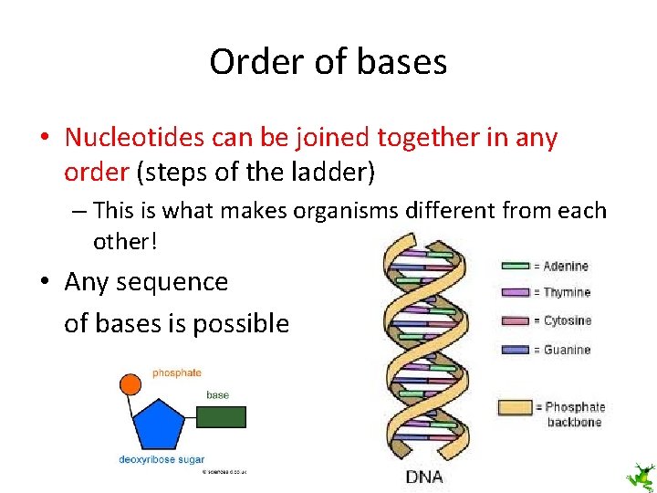 Order of bases • Nucleotides can be joined together in any order (steps of